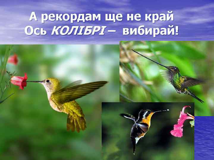 А рекордам ще не край Ось КОЛІБРІ – вибирай! 