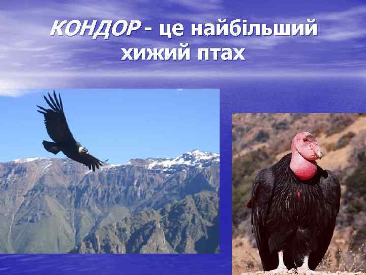 КОНДОР - це найбільший хижий птах 