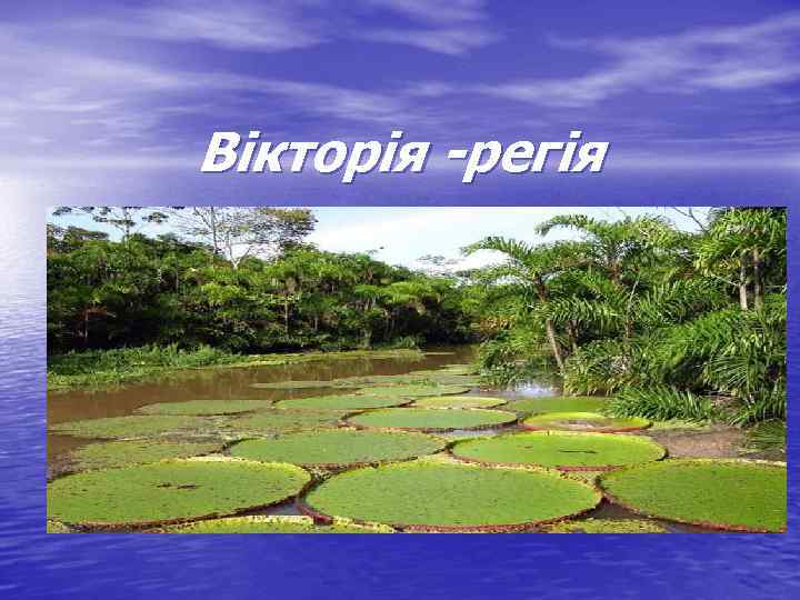 Вікторія -регія 