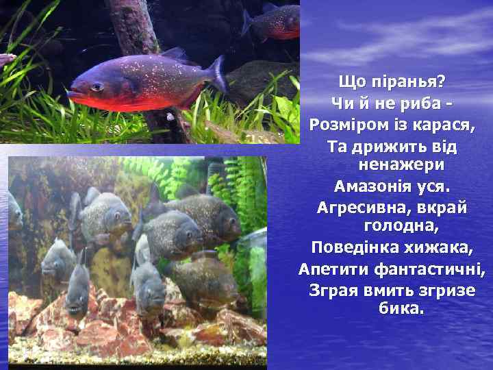 Що піранья? Чи й не риба Розміром із карася, Та дрижить від ненажери Амазонія