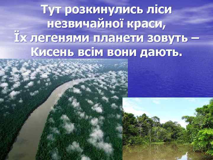 Тут розкинулись ліси незвичайної краси, Їх легенями планети зовуть – Кисень всім вони дають.