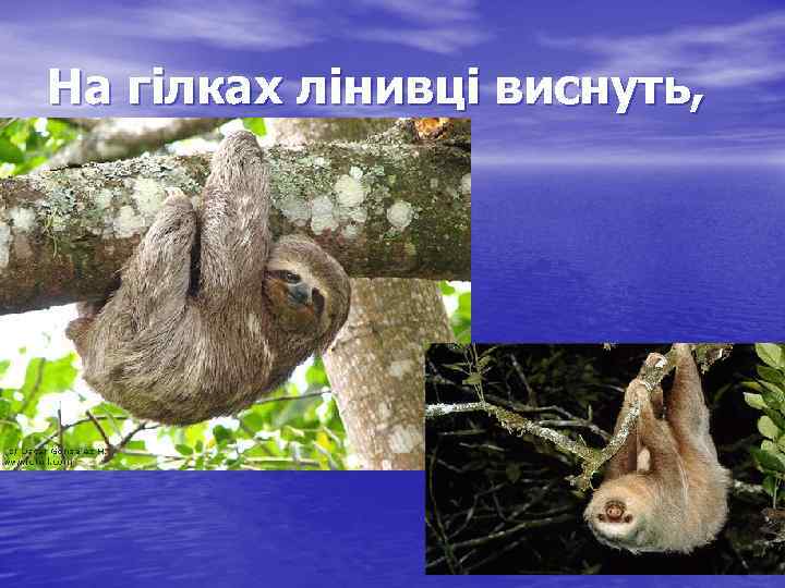На гілках лінивці виснуть, 