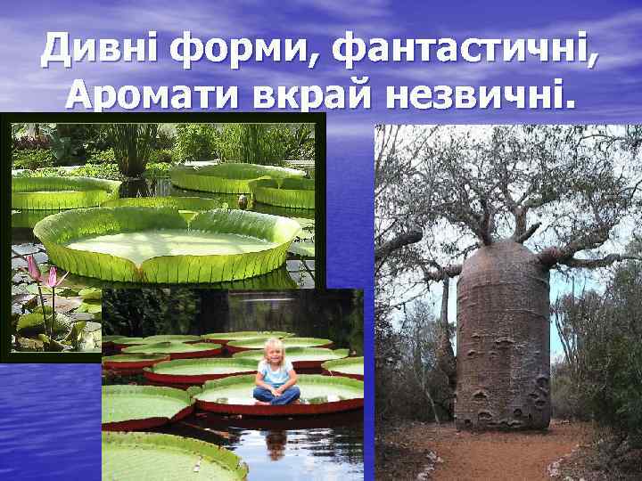 Дивні форми, фантастичні, Аромати вкрай незвичні. 