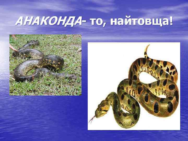АНАКОНДА- то, найтовща! 