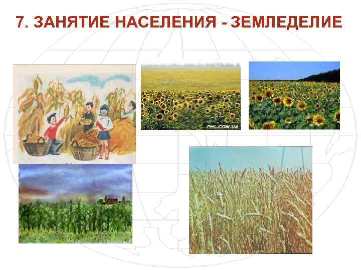 Природа и занятия населения. Занятия населения. Сельское хозяйство в Степной зоне. Земледелие. Занятия населения в степи.