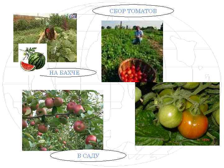 СБОР ТОМАТОВ НА БАХЧЕ В САДУ 