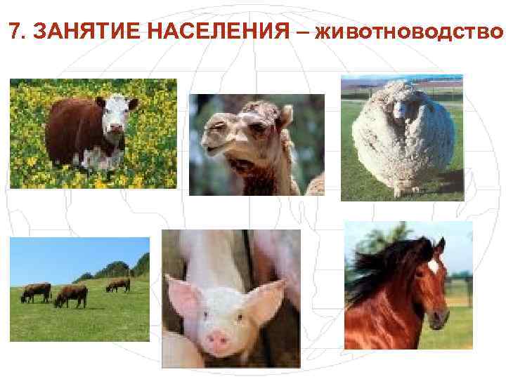 7. ЗАНЯТИЕ НАСЕЛЕНИЯ – животноводство 