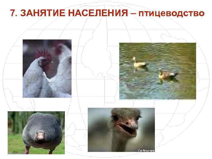 7. ЗАНЯТИЕ НАСЕЛЕНИЯ – птицеводство 