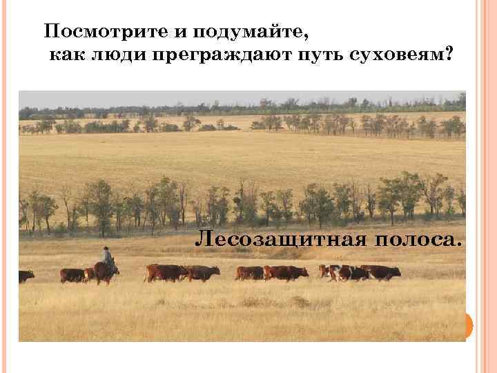 Как человек использует степи в наши дни. Люди в степи 3 класс занков. Презентация люди в степи 3 класс занков. В Степной и лесостепной зонах поля ограничены лесозащитными полосами. Рис. 175. Лесозащитная полоса.