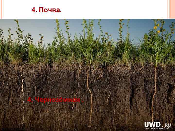 4. Почва. 4. Чернозёмная. 