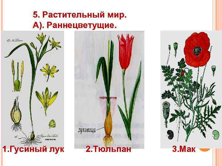 5. Растительный мир. А). Раннецветущие. 1. Гусиный лук 2. Тюльпан 3. Мак 