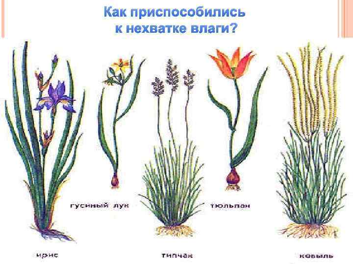 Как приспособились к нехватке влаги? 