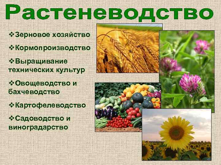 v. Зерновое хозяйство v. Кормопроизводство v. Выращивание технических культур v. Овощеводство и бахчеводство v.