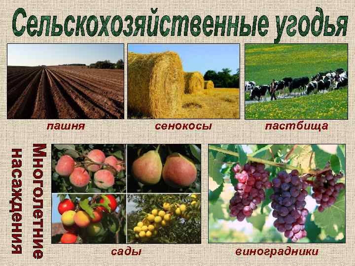 пашня сенокосы сады пастбища виноградники 