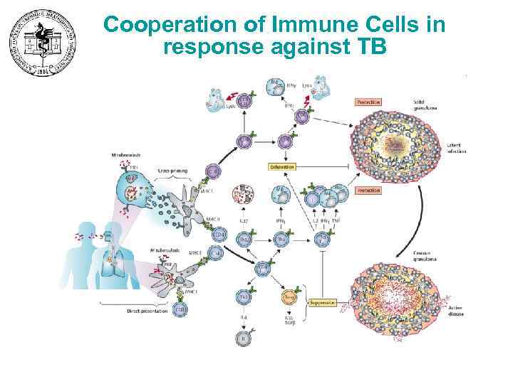 Cooperation of Immune Cells in response against TB 