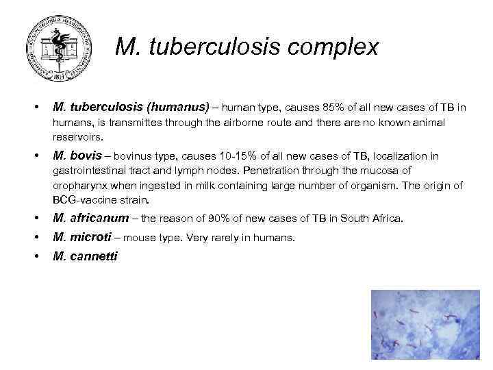 M. tuberculosis complex • M. tuberculosis (humanus) – human type, causes 85% of all