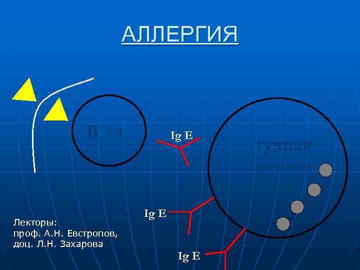 АЛЛЕРГИЯ В-л Лекторы: проф. А. Н. Евстропов, доц. Л. Н. Захарова Ig E тучная