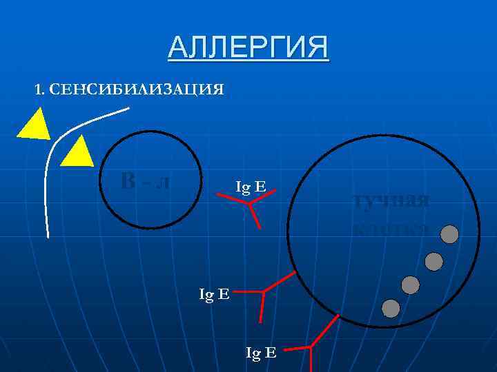 АЛЛЕРГИЯ 1. СЕНСИБИЛИЗАЦИЯ В-л Ig E тучная клетка 