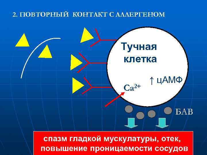 2. ПОВТОРНЫЙ КОНТАКТ С АЛЛЕРГЕНОМ Тучная клетка Ca 2+ ↑ ц. АМФ БАВ спазм