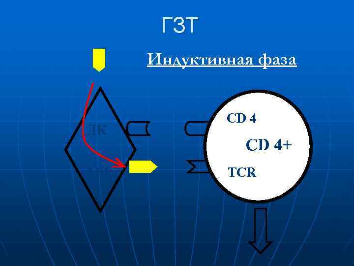 ГЗТ Индуктивная фаза ДК МФ CD 4+ TCR 