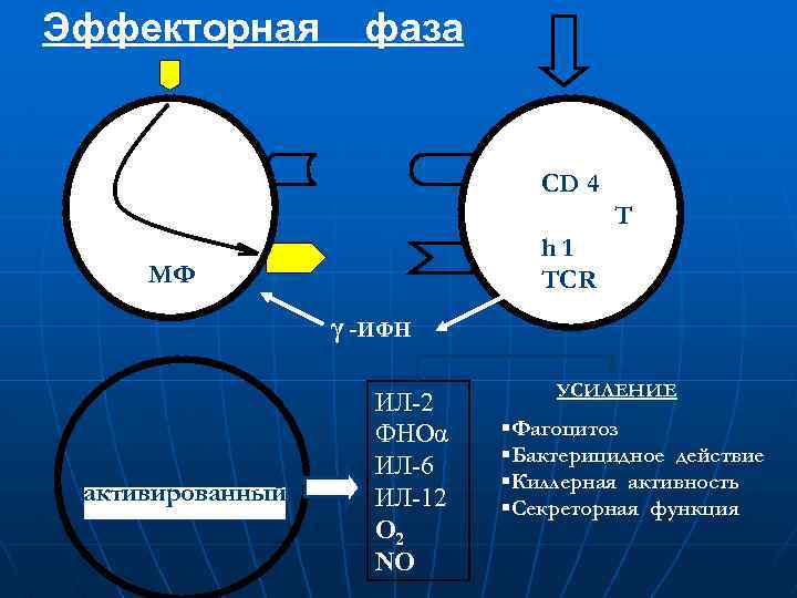 Эффекторная фаза CD 4 T h 1 TCR МФ γ -ИФН МФ активированный ИЛ-2