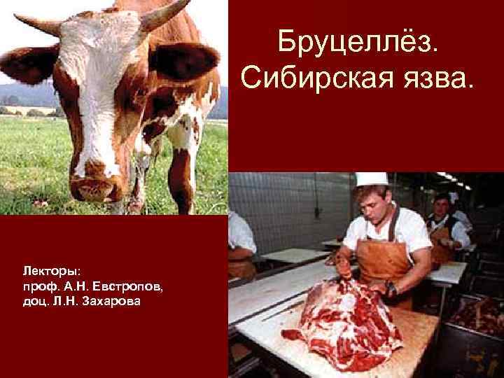 Бруцеллёз. Сибирская язва. Лекторы: проф. А. Н. Евстропов, доц. Л. Н. Захарова 