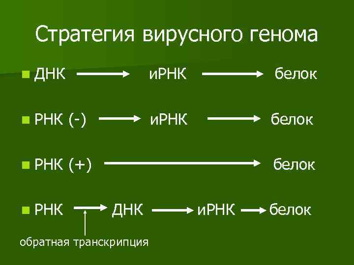 Стратегия вирусного генома n ДНК и. РНК белок n РНК (-) и. РНК белок