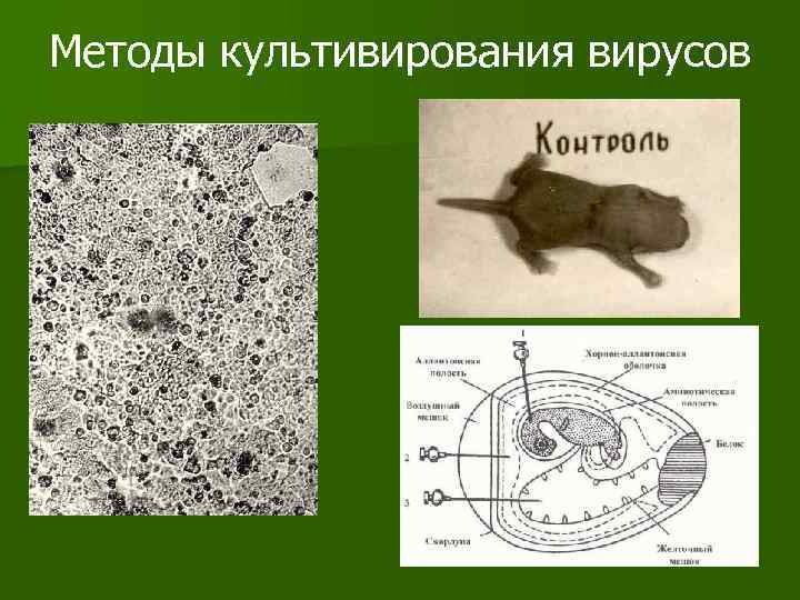 Методы культивирования вирусов 