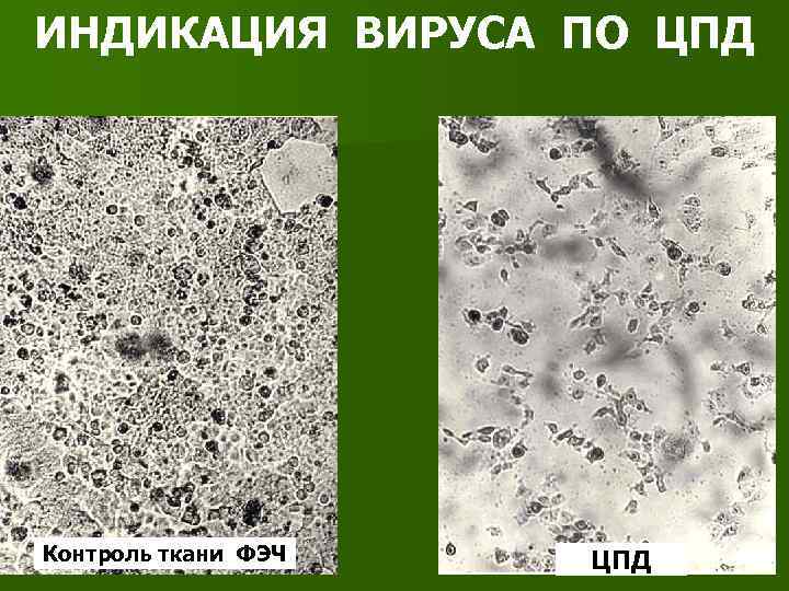 ИНДИКАЦИЯ ВИРУСА ПО ЦПД Контроль ткани ФЭЧ ЦПД 