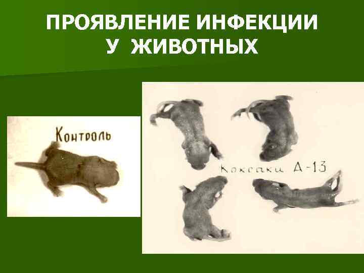 ПРОЯВЛЕНИЕ ИНФЕКЦИИ У ЖИВОТНЫХ 