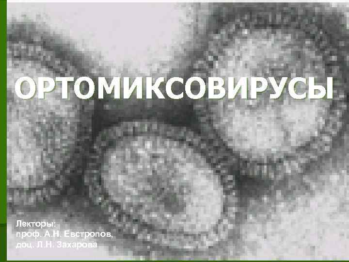 ОРТОМИКСОВИРУСЫ Ортомиксовирусы Лекторы: проф. А. Н. Евстропов, доц. Л. Н. Захарова 