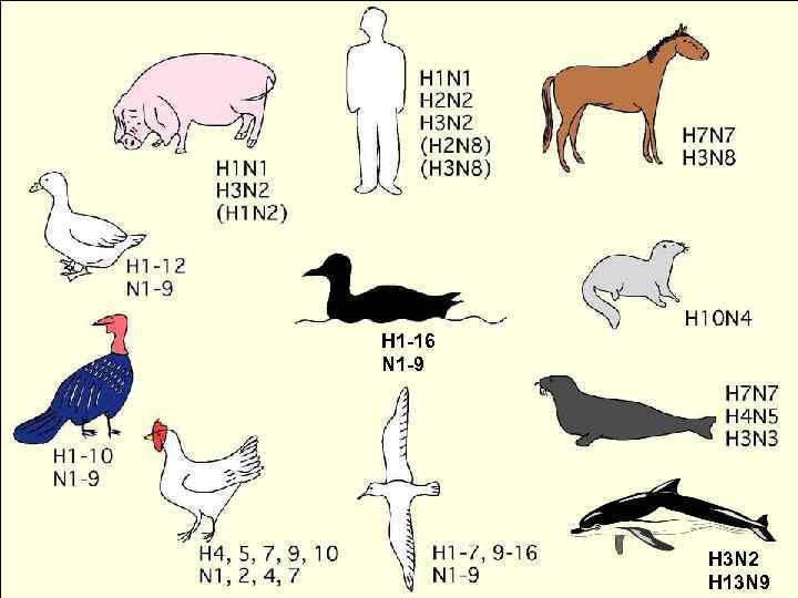 H 1 -16 N 1 -9 H 3 N 2 H 13 N 9