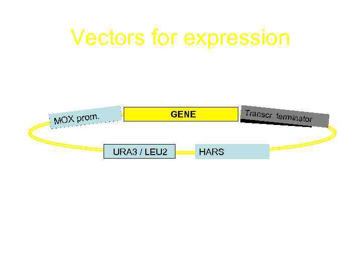 Vectors for expression Transcr. ter GENE . MOX prom URA 3 / LEU 2
