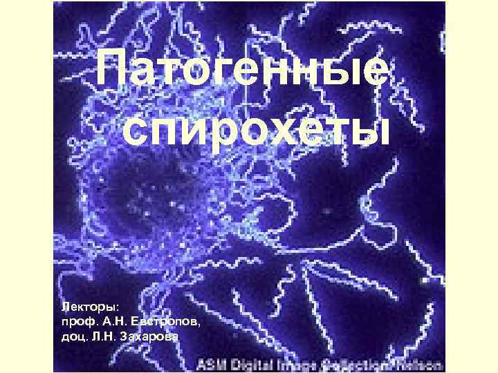 Патогенные спирохеты Лекторы: проф. А. Н. Евстропов, доц. Л. Н. Захарова 