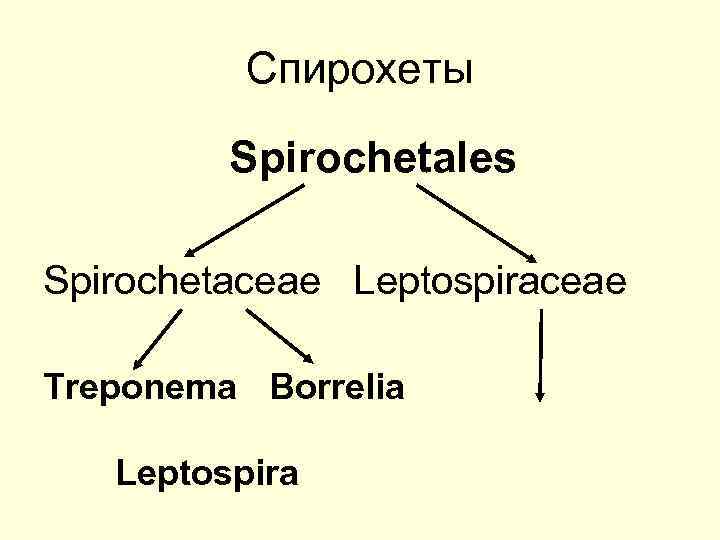 Спирохеты Spirochetales Spirochetaceae Leptospiraceae Treponema Borrelia Leptospira 