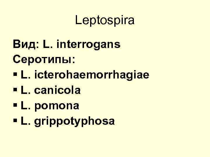 Leptospira Вид: L. interrogans Серотипы: § L. icterohaemorrhagiae § L. canicola § L. pomona