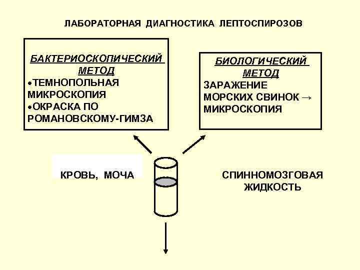 ЛАБОРАТОРНАЯ ДИАГНОСТИКА ЛЕПТОСПИРОЗОВ БАКТЕРИОСКОПИЧЕСКИЙ МЕТОД ТЕМНОПОЛЬНАЯ МИКРОСКОПИЯ ОКРАСКА ПО РОМАНОВСКОМУ-ГИМЗА КРОВЬ, МОЧА БИОЛОГИЧЕСКИЙ МЕТОД