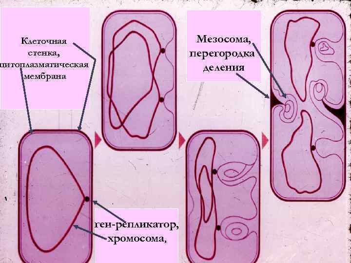 Мезосома, перегородка деления Клеточная стенка, цитоплазматическая мембрана ген-репликатор, хромосома, 