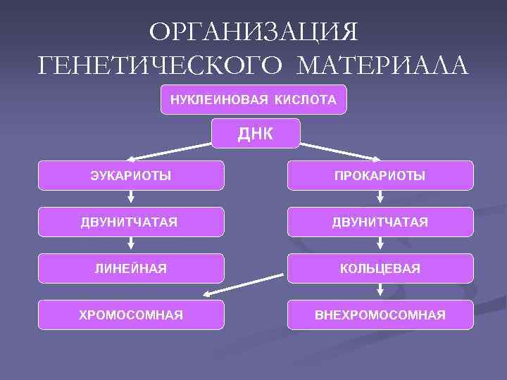 ОРГАНИЗАЦИЯ ГЕНЕТИЧЕСКОГО МАТЕРИАЛА НУКЛЕИНОВАЯ КИСЛОТА ДНК ЭУКАРИОТЫ ПРОКАРИОТЫ ДВУНИТЧАТАЯ ЛИНЕЙНАЯ КОЛЬЦЕВАЯ ХРОМОСОМНАЯ ВНЕХРОМОСОМНАЯ 