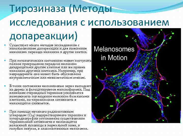 Тирозиназа (Методы исследования с использованием допареакции) Существует много методов исследования с использованием допареакции и
