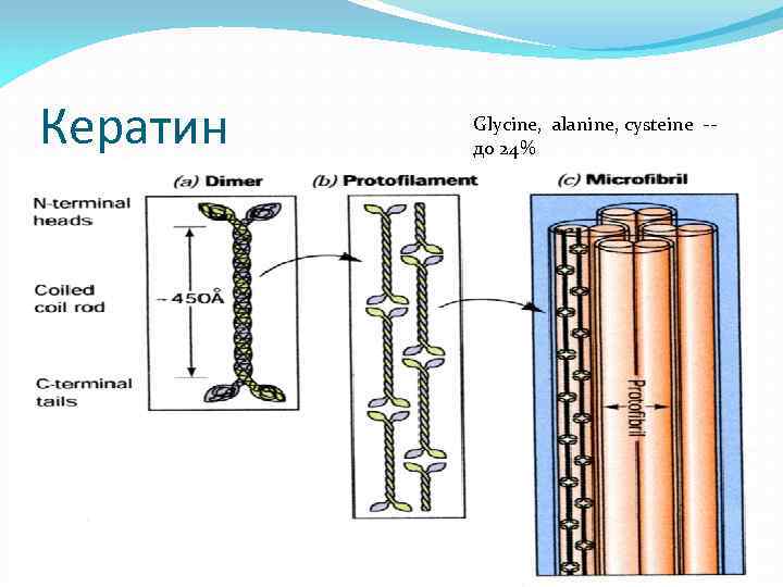 Кератин Glycine, alanine, cysteine -до 24% 