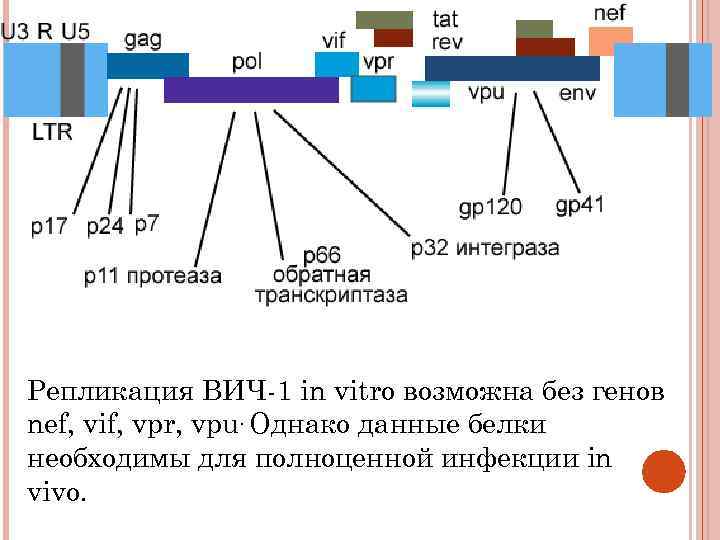 Репликация ВИЧ-1 in vitro возможна без генов nef, vif, vpr, vpu. Однако данные белки