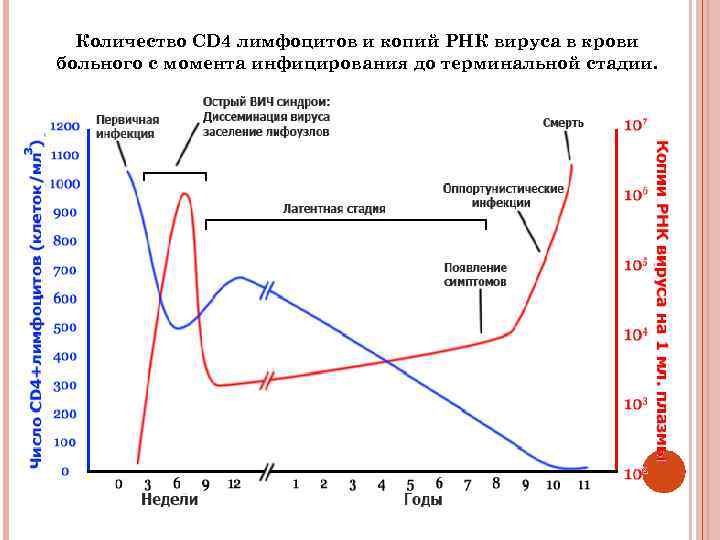 Количество CD 4 лимфоцитов и копий РНК вируса в крови больного с момента инфицирования