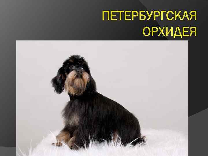 ПЕТЕРБУРГСКАЯ ОРХИДЕЯ 