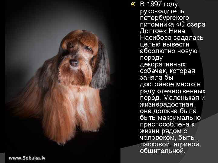  В 1997 году руководитель петербургского питомника «С озера Долгое» Нина Насибова задалась целью