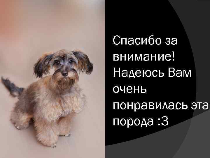 Спасибо за внимание! Надеюсь Вам очень понравилась эта порода : 3 