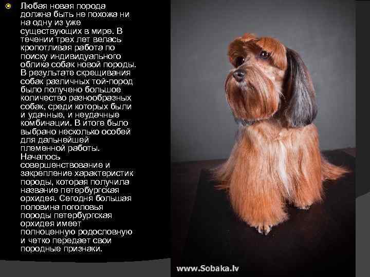  Любая новая порода должна быть не похожа ни на одну из уже существующих