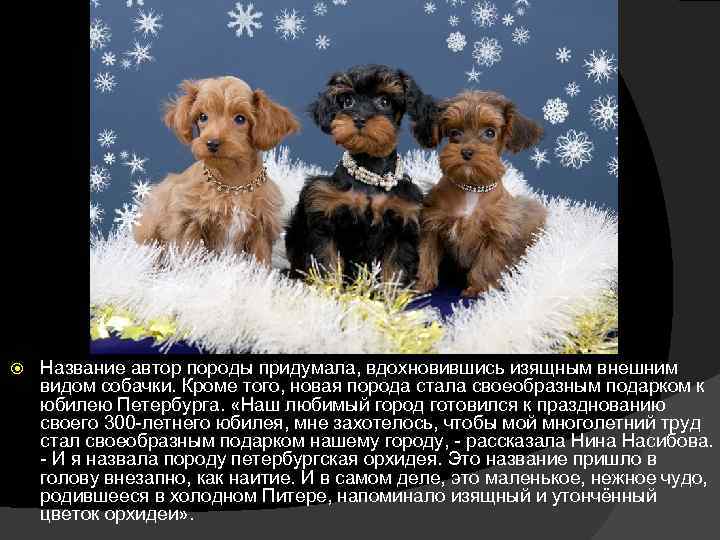  Название автор породы придумала, вдохновившись изящным внешним видом собачки. Кроме того, новая порода