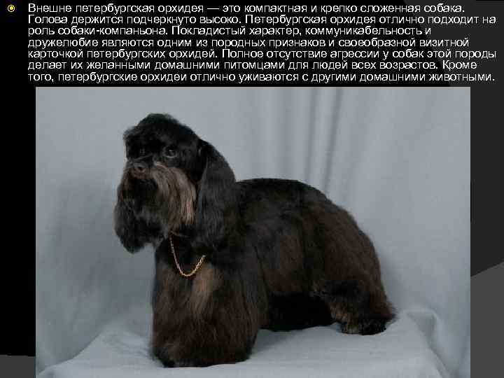  Внешне петербургская орхидея — это компактная и крепко сложенная собака. Голова держится подчеркнуто