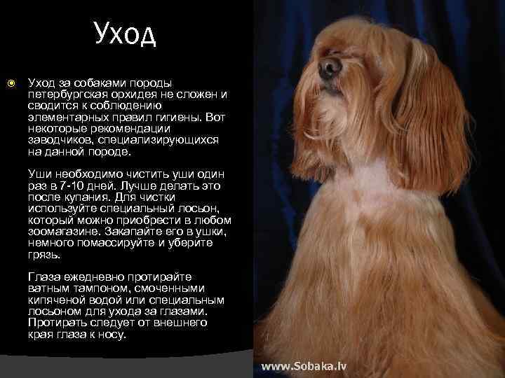 Уход за собаками породы петербургская орхидея не сложен и сводится к соблюдению элементарных правил